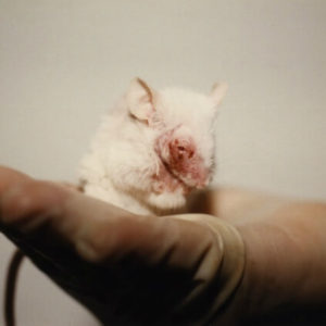 Mouse are most commonly used in the testing of cosmetics products. | Ethical bunny's cruelty free guide